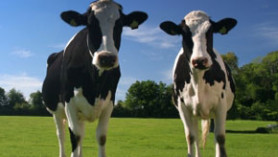 boer zoekt knecht boer zoekt knecht